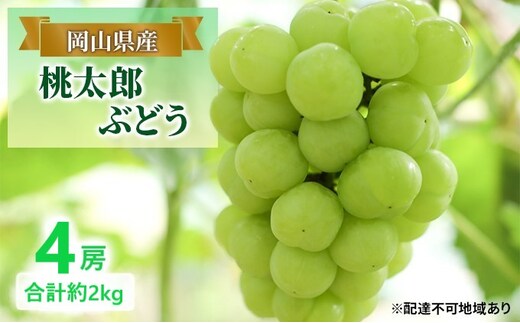 ぶどう 【2026年 早期受付】 桃太郎ぶどう 4房 合計約2kg ブドウ 葡萄 岡山県産 国産 フルーツ 果物 ギフト