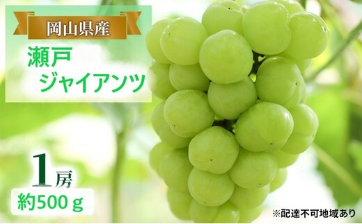 ぶどう 【2026年 早期受付】 瀬戸ジャイアンツ 1房 約500g ブドウ 葡萄 岡山県産 国産 フルーツ 果物 ギフト