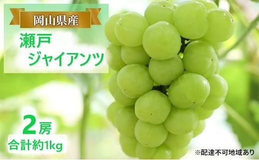 ぶどう 【2026年 早期受付】 瀬戸ジャイアンツ 2房 合計約1kg ブドウ 葡萄 岡山県産 国産 フルーツ 果物 ギフト