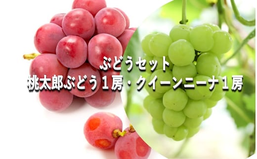 ぶどう 【2026年 早期受付】 ぶどうセット 桃太郎ぶどう 1房 ・ クイーンニーナ 1房 合計約1kg ブドウ 葡萄 岡山県産 国産 フルーツ 果物 ギフト