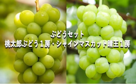 ぶどう 【2026年 早期受付】 ぶどうセット 桃太郎ぶどう 1房 ・ シャインマスカット 晴王 1房（合計約1kg） ブドウ 葡萄 岡山県産 国産 フルーツ 果物 ギフト