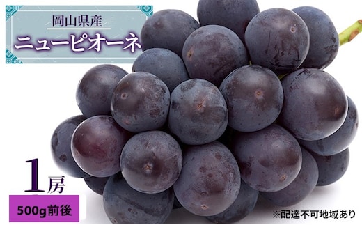 ぶどう 2026年 先行予約 ニュー ピオーネ 1房 500g前後 ブドウ 葡萄 岡山県産 国産 フルーツ 果物 ギフト 果物類 巨峰
