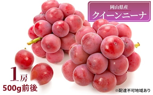 ぶどう 2026年 先行予約 クイーンニーナ 1房 500g前後 ブドウ 葡萄 岡山県産 国産 フルーツ 果物 ギフト