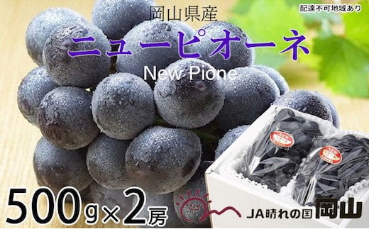 ぶどう 2026年 先行予約 ニュー ピオーネ 約500g×2房 6月下旬～7月下旬発送 ブドウ 葡萄 岡山県産 国産 フルーツ 果物 ギフト 果物類 種なし デザート 食後 おやつ 産地直送