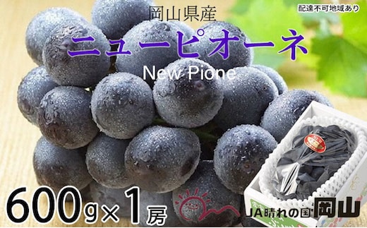 ぶどう 2026年 先行予約 ニュー ピオーネ 約600g×1房 6月下旬～7月下旬発送 ブドウ 葡萄 岡山県産 国産 フルーツ 果物 ギフト 果物類 種なし デザート 食後 おやつ 産地直送