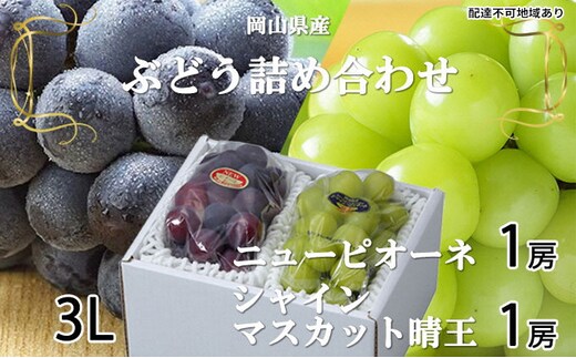 ぶどう 2026年 先行予約 ニュー ピオーネ 1房 約600g シャイン マスカット 晴王 1房 約600g 詰め合わせ 6月下旬～7月中旬発送 岡山県産 国産 フルーツ 果物 ギフト 果物類 種なし