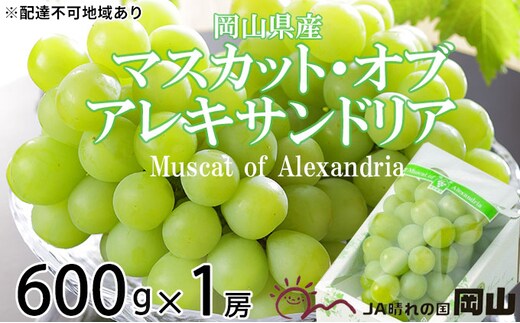 ぶどう 2026年 先行予約 マスカット ・オブ・アレキサンドリア 約600g×1房 6月下旬～7月下旬発送 ブドウ 葡萄 岡山県産 国産 フルーツ 果物 ギフト 岡山のぶどう 豊かな香り デザート 食後