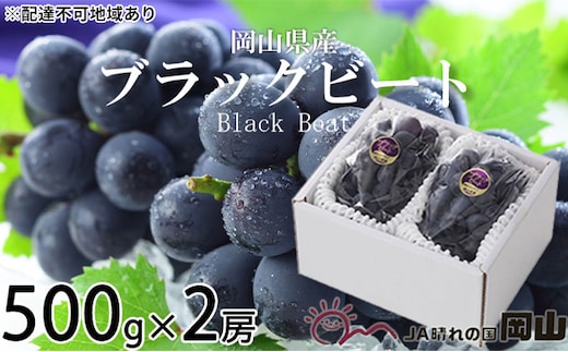 ぶどう 2026年 先行予約 ブラックビート 約500g×2房 ブドウ 葡萄 岡山県産 国産 フルーツ 果物 ギフト 岡山のぶどう 岡山の果物 デザート 食後 種無し 大粒 甘味 酸味 バランス