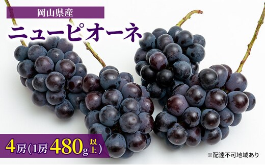 ぶどう 2026年 先行予約 ニュー ピオーネ 4房（1房480g以上）約2kg ブドウ 葡萄 岡山県産 国産 フルーツ 果物 ギフト 甘みが強い 酸味 皮離れがいい 大粒 食べ応え