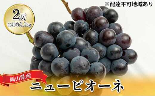 ぶどう 2026年 先行予約 ニュー ピオーネ 2房（合計約1.1kg）化粧箱入り ブドウ 葡萄 岡山県産 国産 フルーツ 果物 ギフト