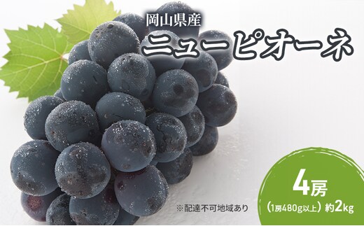 ぶどう 2026年 先行予約 ニューピオーネ 4房(1房480g以上) ブドウ 葡萄 岡山県産 国産 フルーツ 果物 ギフト