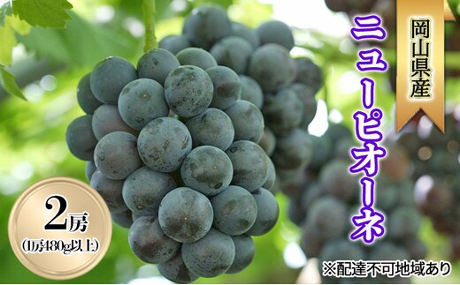 ぶどう 2026年 先行予約 ニューピオーネ2房(1房480g以上) 化粧箱入り ブドウ 葡萄 岡山県産 国産 フルーツ 果物 ギフト