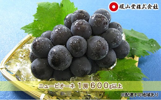 ぶどう 2026年 先行予約 ニュー ピオーネ 1房 600g以上 ブドウ 葡萄 岡山県産 国産 フルーツ 果物 ギフト 環山堂 大粒 種無し 甘い 甘酸っぱさ 人気 香り 高糖度 美しい 贈り物 ギフト