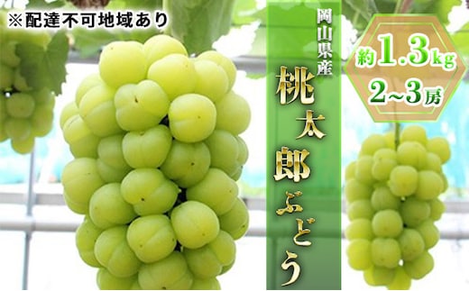 ぶどう 2026年 先行予約 桃太郎ぶどう約1.3kg 2～3房 ブドウ 葡萄 岡山県産 国産 フルーツ 果物 ギフト