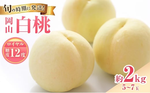【2026年先行受付】 白桃 特秀 ロイヤル 大玉 約2kg(5～7玉) 岡山県産 桃 もも モモ 御中元 ギフト 御礼 プレゼント 御礼 御祝 御供 果物 くだもの フルーツ