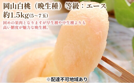 固めの 桃 2026年 先行予約 白桃 晩生種 等級 エース 約1.5kg 5～7玉 もも モモ 岡山 国産 フルーツ 果物 ギフト 桃茂実苑