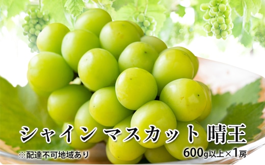 ぶどう 2026年 先行予約 シャイン マスカット 晴王 600g以上×1房 種無し ブドウ 葡萄 岡山県産 国産 フルーツ 果物 ギフト デザート 果実 美しい 大粒 高糖度 皮ごと パリッ 弾力 食感 食べやすい 人気