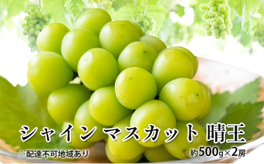 ぶどう 2026年 先行予約 シャイン マスカット 晴王 約500g×2房 種無し ブドウ 葡萄 岡山県産 国産 フルーツ 果物 ギフト デザート 果実 美しい 大粒 高糖度 皮ごと パリッ 弾力 食感 食べやすい 人気