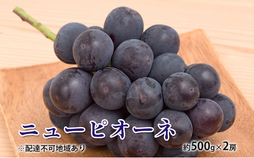 ぶどう 2026年 先行予約 ニュー ピオーネ 約500g×2房 種無し ブドウ 葡萄 岡山県産 国産 フルーツ 果物 ギフト デザート 果実 美しい 大粒 高糖度 皮ごと 食べ応え 芳醇 甘い 果汁 食べやすい 大人気