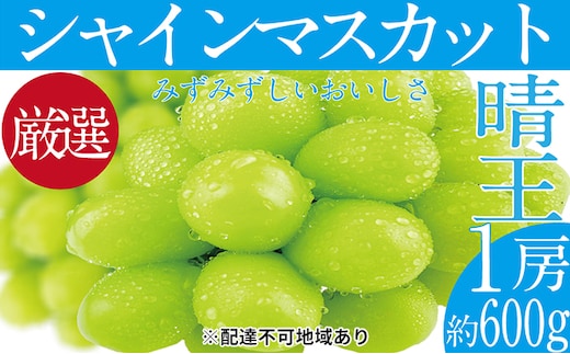 ぶどう 2026年 先行予約 シャイン マスカット 晴王 1房 約600g ブドウ 葡萄 岡山県産 国産 フルーツ 果物 ギフト デザート 食後 酸味が少ない 産地直送