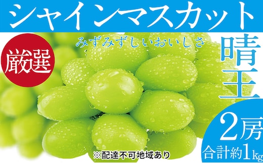 ぶどう 2026年 先行予約 シャイン マスカット 晴王 2房（合計約1kg） ブドウ 葡萄 岡山県産 国産 フルーツ 果物 ギフト デザート 食後 酸味が少ない 産地直送