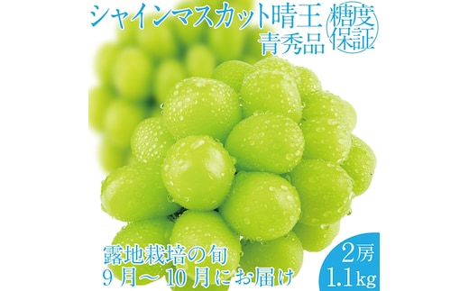2026年 先行予約受付中 シャインマスカット晴王 2房 約1.1kg 岡山県産 種無し 皮ごと食べる みずみずしい 甘い フレッシュ 瀬戸内 晴れの国 おかやま 果物大国 ハレノフルーツ