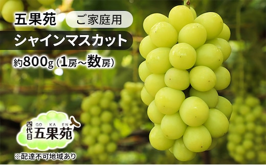 ぶどう 2026年 先行予約 ご家庭用 シャインマスカット 約800g（1房～数房） ぶどう フルーツ 果物 岡山 五果苑 岡山のぶどう 岡山の果物 岡山のフルーツ 産地直送