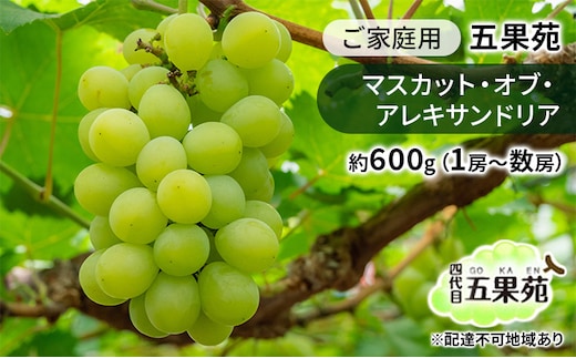 ぶどう 2026年 先行予約 ご家庭用 マスカット・オブ・アレキサンドリア 約600g（1房～数房） ぶどう フルーツ 果物 岡山 五果苑