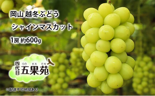 越冬 ぶどう シャイン マスカット 1房 約600g 岡山県産 四代目 五果苑