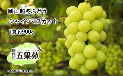 越冬 ぶどう シャイン マスカット 1房 約900g 岡山県産 四代目 五果苑
