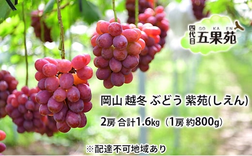越冬 ぶどう 紫苑 （しえん）2房 合計1.6kg（1房 約800g） 岡山県産 四代目 五果苑
