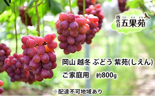 越冬 ぶどう ご家庭用 紫苑 （しえん）約800g 岡山県産 四代目 五果苑