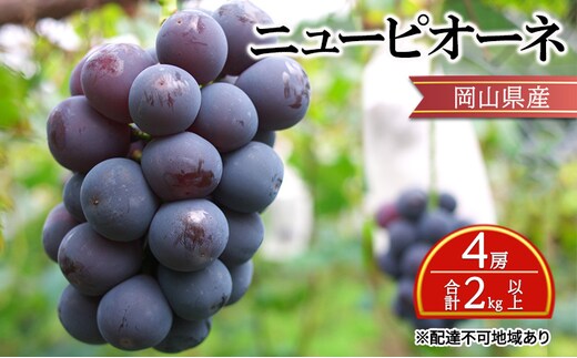 ぶどう 【2026年 先行予約】 ニュー ピオーネ 4房 合計2kg以上 ブドウ 葡萄 岡山県産 国産 フルーツ 果物 ギフト