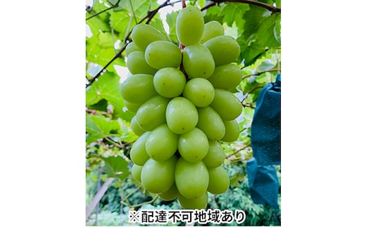 ぶどう 2026年 先行予約 シャイン マスカット 2房 合計1.4kg以上 ブドウ 葡萄 岡山県産 国産 フルーツ 果物 ギフト 河本農園 果物類 シャインマスカット