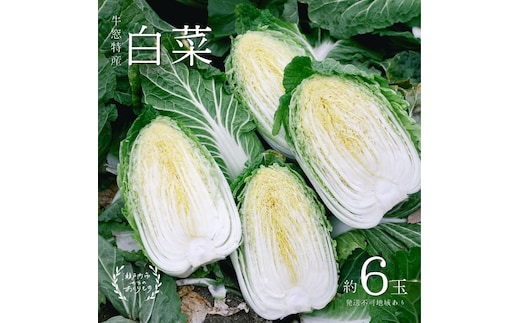 瀬戸内 牛窓産 白菜 約15kg（5～6玉） 野菜 はくさい 