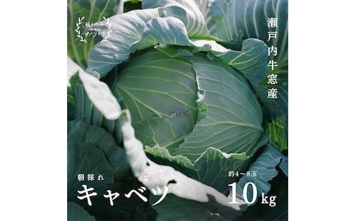 瀬戸内 牛窓産 キャベツ 約10kg（4～8玉） 野菜 岡山県産 