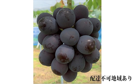 ぶどう 2026年 先行予約 ニュー ピオーネ 4房 合計2kg以上 ブドウ 葡萄 岡山県産 国産 フルーツ 果物 ギフト 河本農園 ニューピオーネ 2キロ 