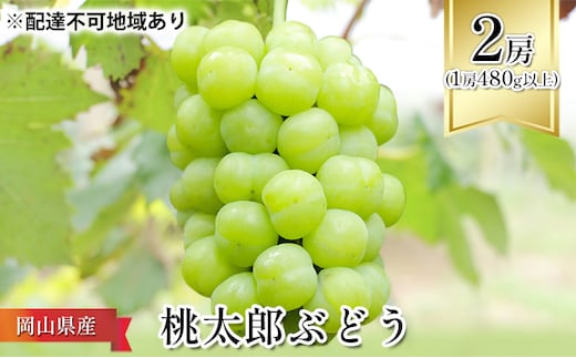ぶどう 2026年 先行予約 桃太郎 ぶどう 2房（1房480g以上） ブドウ 葡萄 岡山県産 国産 フルーツ 果物 ギフト 化粧箱 贈答品 