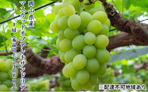 ぶどう 2026年 先行予約 マスカット ・オブ・アレキサンドリア 1房（秀品以上、730g以上）化粧箱入り ブドウ 葡萄 岡山県産 国産 フルーツ 果物 ギフト マスカットオブアレキサンドリア 730ｇ 
