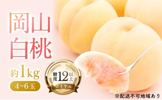 桃 2026年 先行予約 岡山 白桃 ロイヤル 約1kg 4～6玉 JAおかやまのもも（早生種・中生種） もも モモ 岡山県産 国産 フルーツ 果物 ギフト 