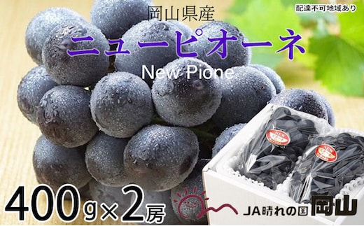 ぶどう 2026年 先行予約 ニュー ピオーネ 約400g×2房 6月下旬～7月下旬発送 ブドウ 葡萄 岡山県産 国産 フルーツ 果物 ギフト 果物類 種なし デザート 食後 おやつ 産地直送 