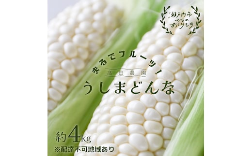  ［2026年先行予約］ 牛窓産とうもろこし まるでフルーツ！ 生で甘い、茹でて美味い！ 白色とうもろこし 「うしまどんな」約4kg（8～12本入り） 野菜 ホワイトコーン 夏野菜 おやつ 間食 お弁当 バーベキュー BBQ