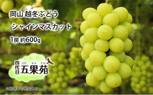 越冬 ぶどう シャイン マスカット 1房 約600g 岡山県産 四代目 五果苑 果物 フルーツ デザート 樹上 完熟 平均糖度20度 減農薬 種なし 皮ごと 