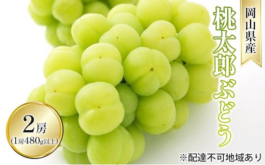 ぶどう 2026年 先行予約 桃太郎 ぶどう 2房（1房 480g以上 露地栽培）贈答用 ブドウ 葡萄 岡山県産 国産 フルーツ 果物 ギフト 岡山の葡萄 