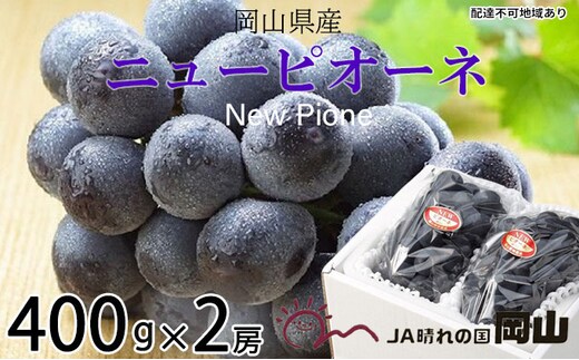 ぶどう 2026年 先行予約 ニュー ピオーネ 約400g×2房 8月下旬～10月上旬発送 ブドウ 葡萄 岡山県産 国産 フルーツ 果物 ギフト 岡山の葡萄 デザート 食後 