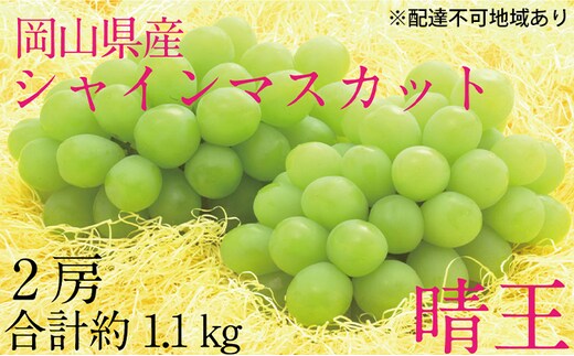 ぶどう 2026年 先行予約 シャイン マスカット 晴王 2房（合計約1.1kg） ブドウ 葡萄 岡山県産 国産 フルーツ 果物 ギフト デザート 食後 酸味が少ない 産地直送 