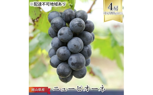 ぶどう 2026年 先行予約 ニュー ピオーネ 4房（1房480g以上） ブドウ 葡萄 岡山県産 国産 フルーツ 果物 ギフト ニューピオーネ