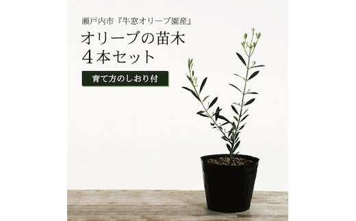 オリーブの苗木4本セット 植物 