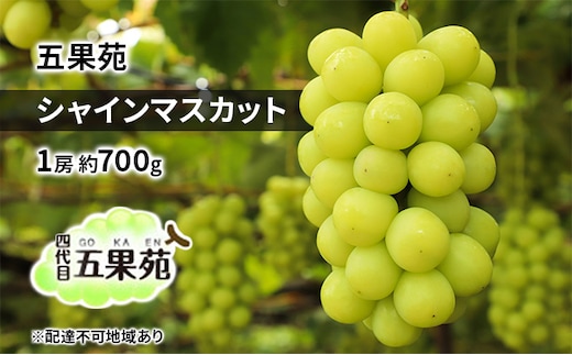 ぶどう 2026年 先行予約 シャイン マスカット 1房 約700g ぶどう フルーツ 果物 贈り物 ギフト 岡山 五果苑 岡山のぶどう 岡山の果物 岡山のフルーツ 産地直送 種なし 皮ごと 