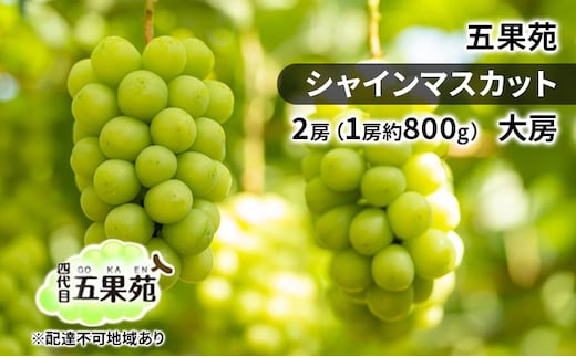 ぶどう 2026年 先行予約 シャインマスカット 2房（1房約800g） 大房 ぶどう フルーツ 果物 贈り物 ギフト 岡山 五果苑 岡山のぶどう 岡山の果物 岡山のフルーツ 産地直送 種なし 皮ごと 